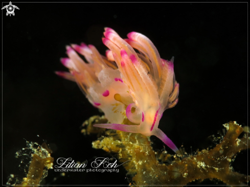 A Flabellina