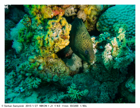 A Muranea helena | moray