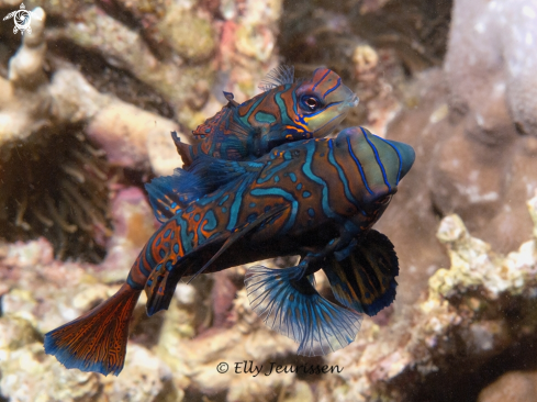 A Mandarin fish mating