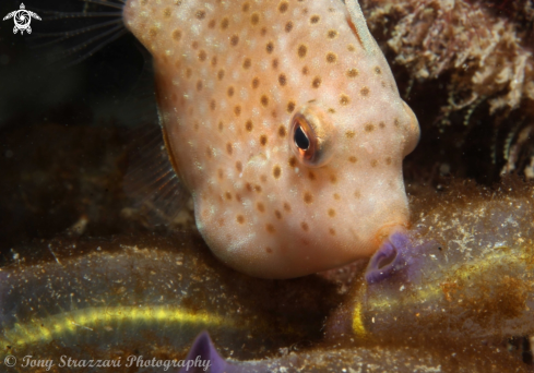 A Pygmy leatherjacket