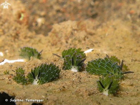 A Costasiella kuroshimae