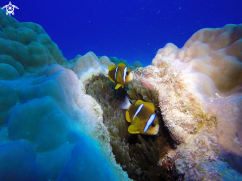 A Amphiprion clarkii | Clarks anemonefish