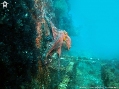 A Octopus vulgaris | Common Octopus