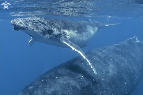 A Humpback whale