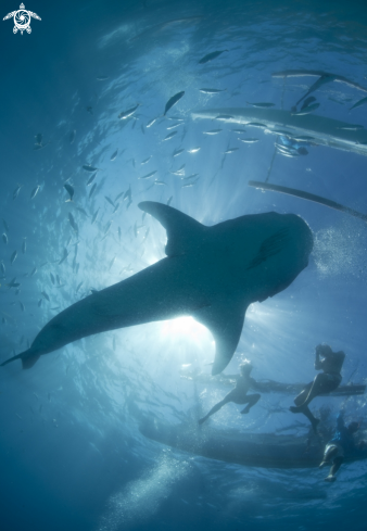 A Whale Shark