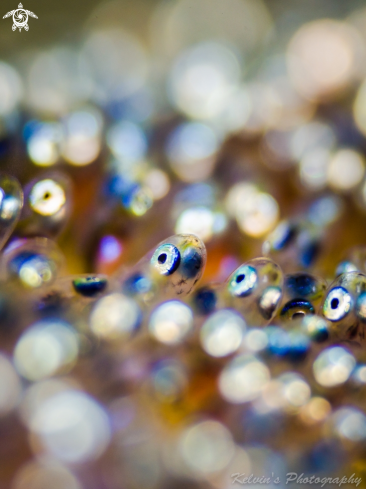 A Anemone fish eggs