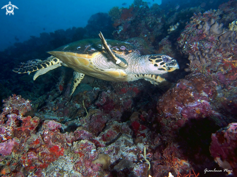 A Eretmochelys imbricata | Sea turtle