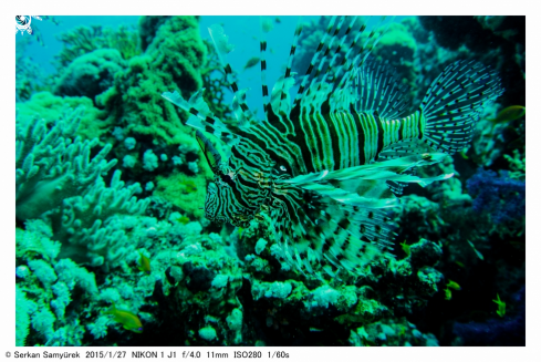 A lion fish