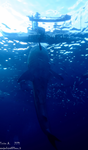 A Whale shark