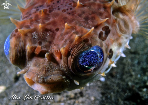 A Orbicular Burrfish (Cyclichthys orbicularis)