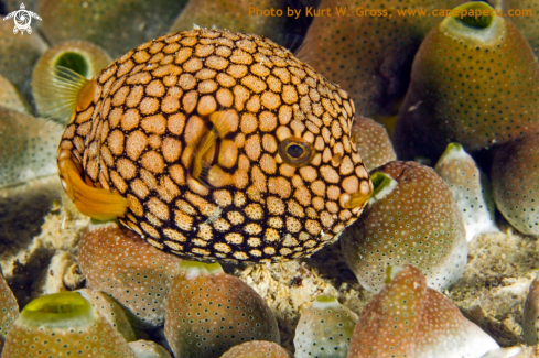 A Arothron stellatus | Juvenile Star Puffer