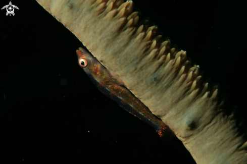 A Whip coral dwarf goby