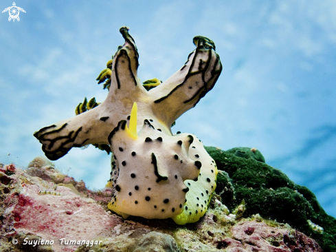 A Aegires serenae | Nudibranch