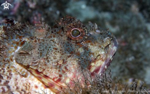 A Red Rock Cod