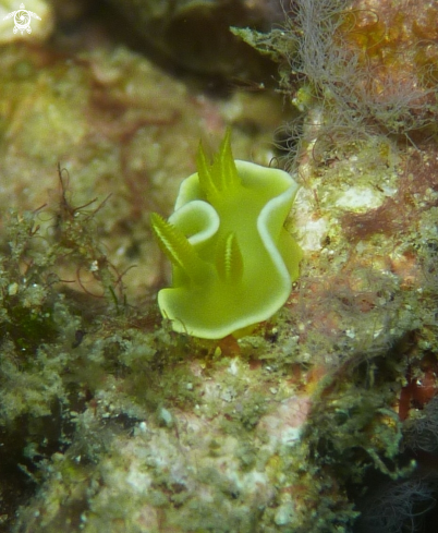 A Diversidoris Crocea | Nudibranch