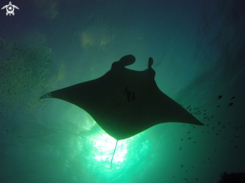 A Reef manta, 