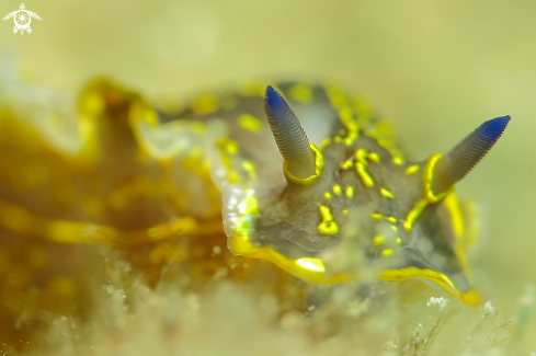 A Hypselodoris elegans | Nudibranco