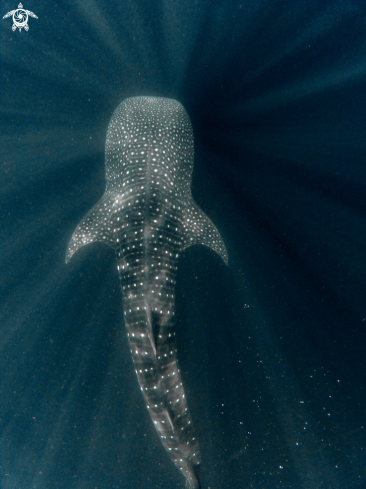 A Rhincodon typus