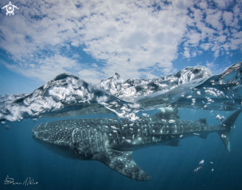 A Whaleshark