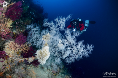 A Antipathella Subpinnata | Black coral