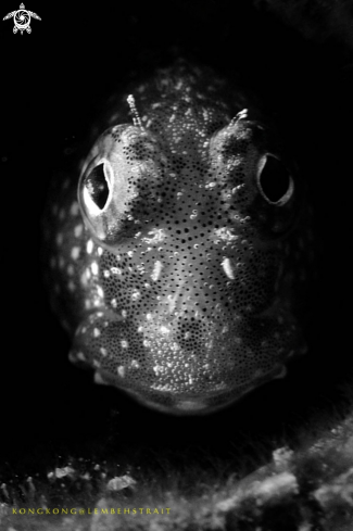 A Blenny