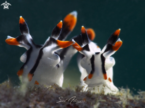 A Nudibranch