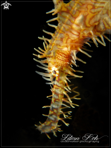 A Ornate Ghost Pipefish