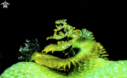 A Christmas Tree worm