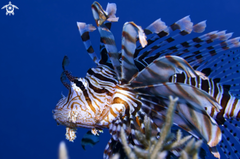 A Lion Fish