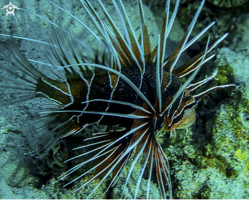 A Lion Fish