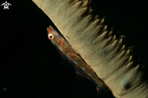 A Bryaninops yongei | Whip coral dwarf goby