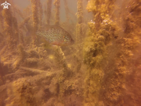 A Lepomis gibbosus | Naphal