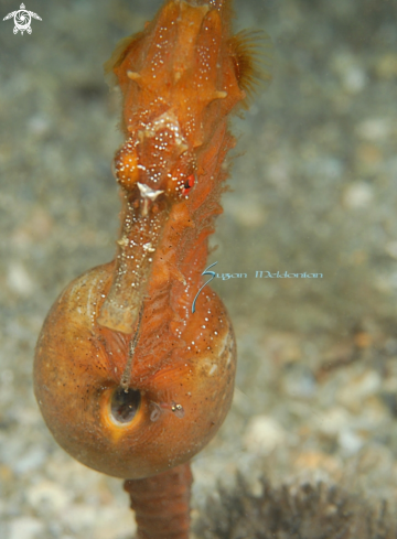 A Hippocampus erectus | Seahorse