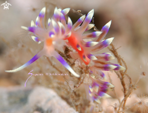 A Flabellina Marcosorum | Nudibranch