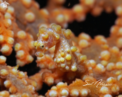 A pygmy seahorse