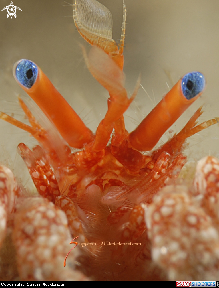 A Red Banded Hermit Crab