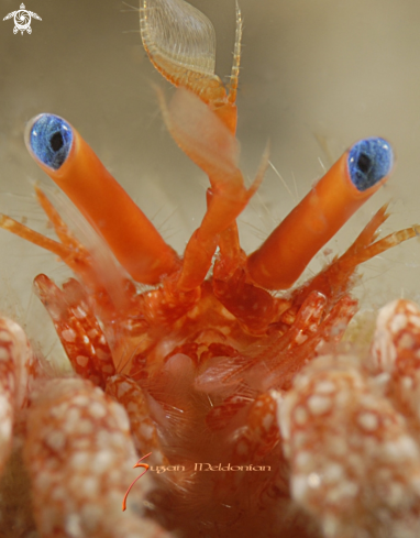 A Paguristes erythrops | Red Banded Hermit Crab