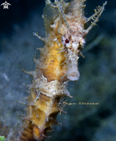A Hippocampus erectus | Seahorse