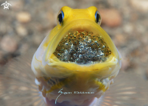 A Opistognathus aurifrons | Yellowhead jawfish with eggs