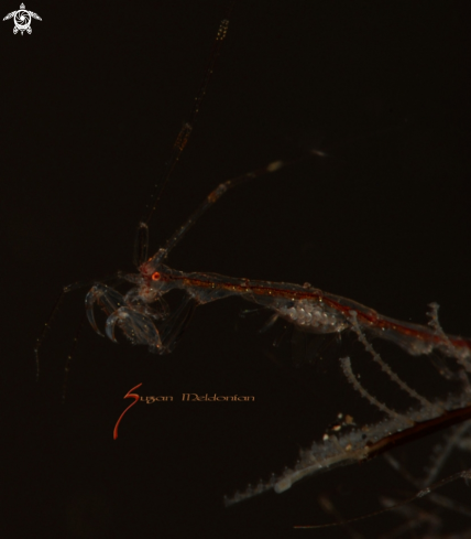 A Caprella sp | Skeleton Shrimp