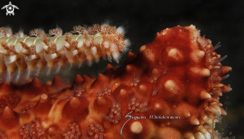 A Panamic sea cushion, hermodice carunculata | Common sea star & fireworm