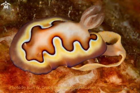 A chromodoris coi | Nudi