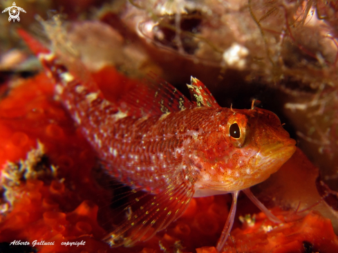 A underwater creature