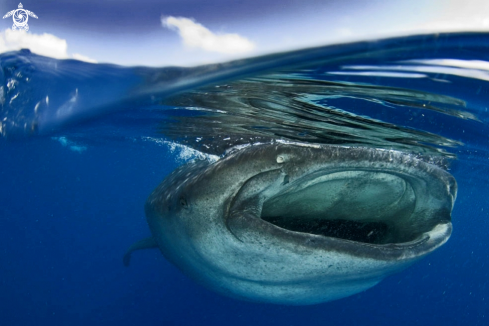 A Rhincodon typus