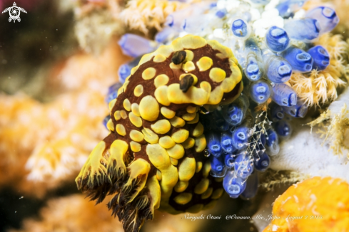 A nudibranch