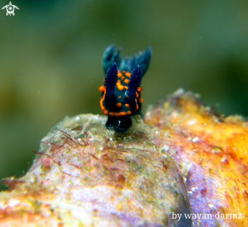 A Nembrotha yonowae 