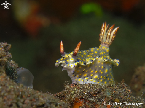 A Nudibranch