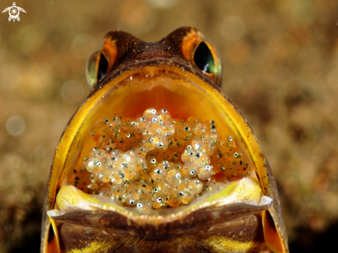 A jaw fish 