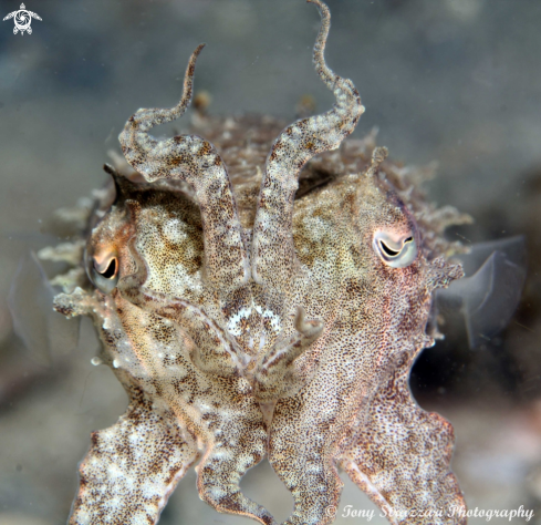 A Mourning Cuttle