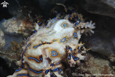 A Blue lined octopus